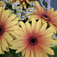 Букет_Корзина с яркими герберами