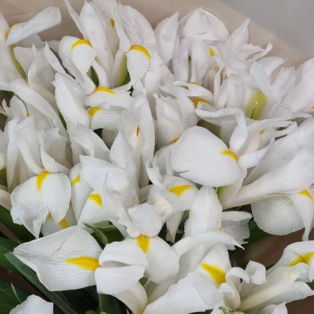 Букет_21 белый ирис
