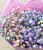 Гипсофила цветная