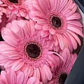 Розовые герберы Розовые герберы