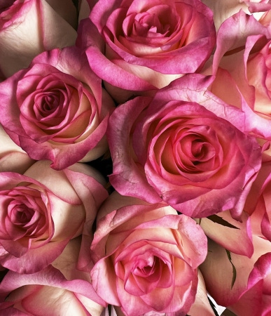 Букет_Розы Джумилия в коробке L